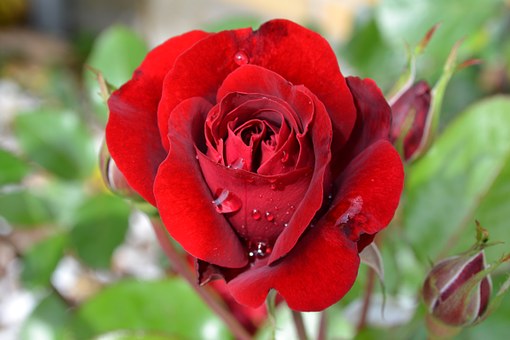 red Rose Whatsapp DP